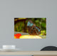 Butterfly Wall Mural
