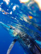 Blue Marlin Wall Mural