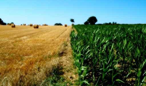 Agriculture Wall Decal