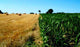 Agriculture Wall Decal