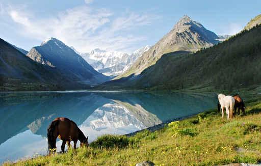 Horses near Mountain Lake Wall Decal