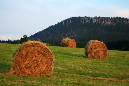 Meadow with Hay and Wall Decal