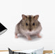 Little Dwarf Hamster Wall Decal