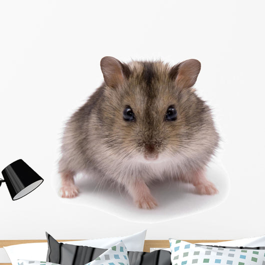 Little Dwarf Hamster Wall Decal