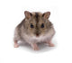 Little Dwarf Hamster Wall Decal