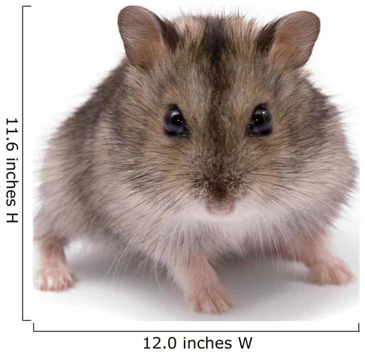 Little Dwarf Hamster Wall Decal