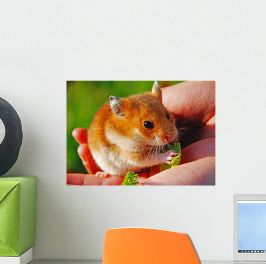 Hamster Wall Mural