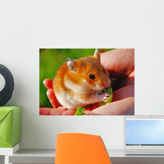 Hamster Wall Mural
