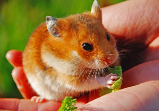 Hamster Wall Mural