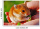 Hamster Wall Mural