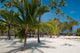 Palm Trees on the Beach Wall Mural