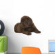 Chocolate puppy of breed Labrador. Wall Decal