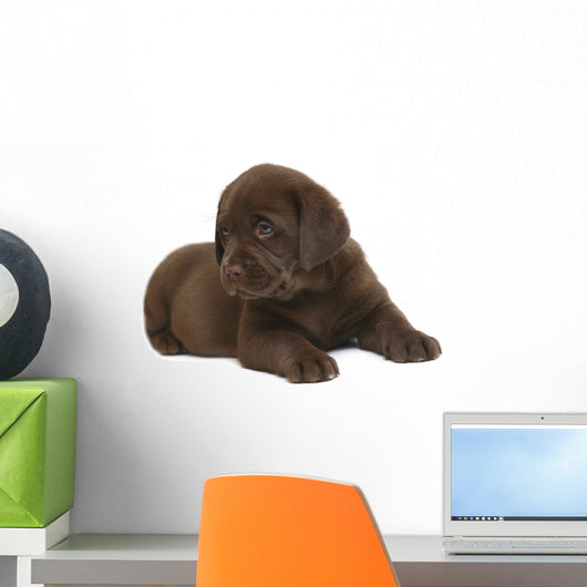 Chocolate puppy of breed Labrador. Wall Decal
