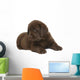Chocolate puppy of breed Labrador. Wall Decal