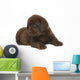Chocolate puppy of breed Labrador. Wall Decal