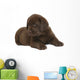 Chocolate puppy of breed Labrador. Wall Decal