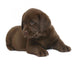 Chocolate puppy of breed Labrador. Wall Decal
