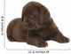 Chocolate puppy of breed Labrador. Wall Decal