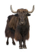 Yak Wall Decal