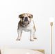 English Bulldog 3 Years Wall Decal