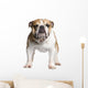 English Bulldog 3 Years Wall Decal