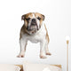 English Bulldog 3 Years Wall Decal