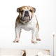 English Bulldog 3 Years Wall Decal