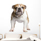 English Bulldog 3 Years Wall Decal