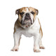English Bulldog 3 Years Wall Decal