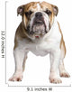 English Bulldog 3 Years Wall Decal
