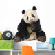 Giant Panda 18 Months - Ailuropoda Melanoleuca Wall Decal