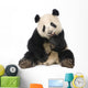 Giant Panda 18 Months - Ailuropoda Melanoleuca Wall Decal