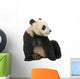 Young Giant Panda Wall Decal