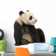 Young Giant Panda Wall Decal