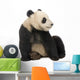 Young Giant Panda Wall Decal