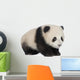 Giant Panda 6 Months - Ailuropoda Melanoleuca Wall Decal