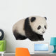 Giant Panda 6 Months - Ailuropoda Melanoleuca Wall Decal