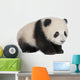 Giant Panda 6 Months - Ailuropoda Melanoleuca Wall Decal