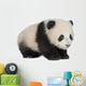 Giant Panda 6 Months - Ailuropoda Melanoleuca Wall Decal