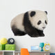 Giant Panda 6 Months - Ailuropoda Melanoleuca Wall Decal