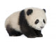 Giant Panda 6 Months - Ailuropoda Melanoleuca Wall Decal