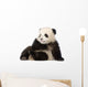 Giant Panda 6 Months - Ailuropoda Melanoleuca Wall Decal