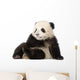 Giant Panda 6 Months - Ailuropoda Melanoleuca Wall Decal