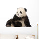 Giant Panda 6 Months - Ailuropoda Melanoleuca Wall Decal