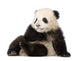 Giant Panda 6 Months - Ailuropoda Melanoleuca Wall Decal