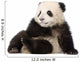 Giant Panda 6 Months - Ailuropoda Melanoleuca Wall Decal