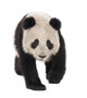Giant Panda (18 months) - Ailuropoda melanoleuca Wall Decal