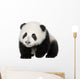 Giant Panda 4 Months - Ailuropoda Melanoleuca Wall Decal