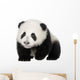 Giant Panda 4 Months - Ailuropoda Melanoleuca Wall Decal