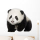 Giant Panda 4 Months - Ailuropoda Melanoleuca Wall Decal